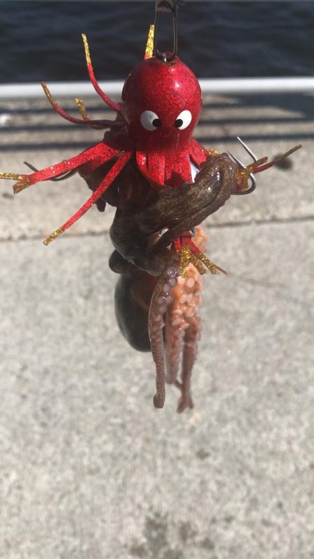 タコ釣りライバル満載でのシーサイド