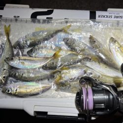 sunday night お豆アジング