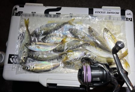 sunday night お豆アジング