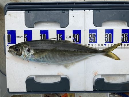 三邦丸さん早朝便で五目