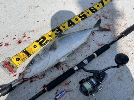 伊島で2日連続青物！