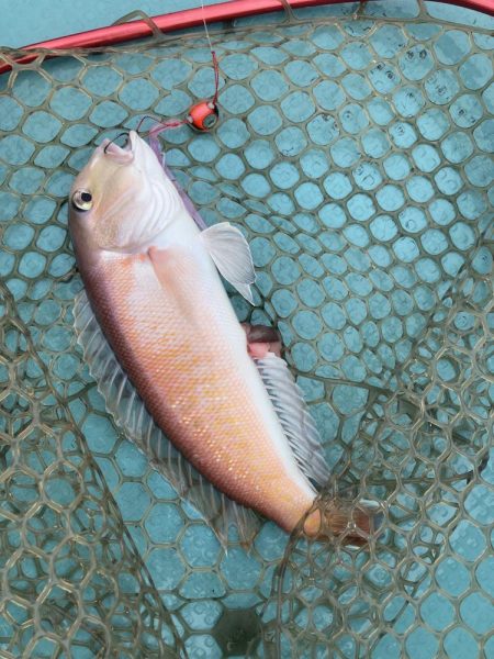 橘沖でシロアマダイ