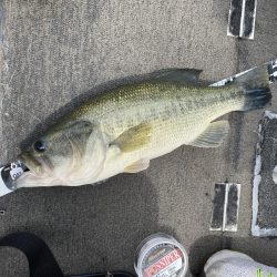 初めてミドストで釣れた^ ^