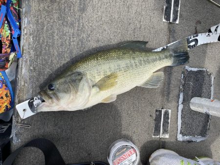 初めてミドストで釣れた^ ^