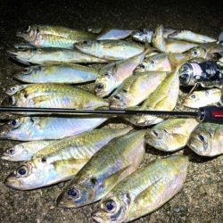 今年はアジが少なくないですか？