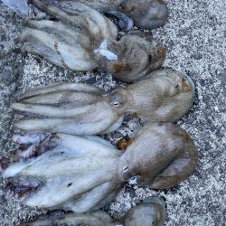 タコリベンジ戦