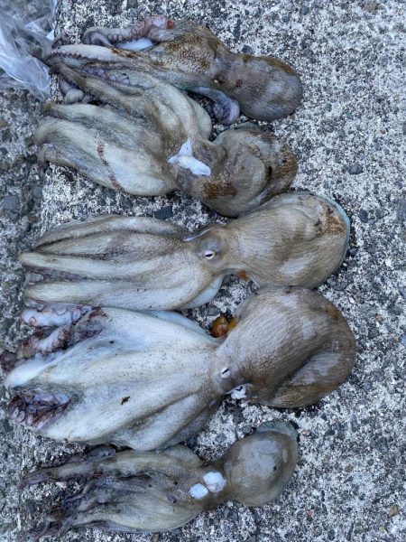 タコリベンジ戦