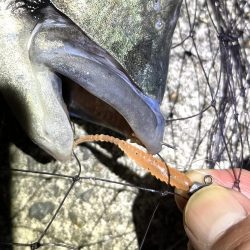 アジングのはずだったんですが、、、