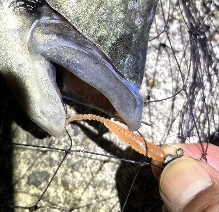 アジングのはずだったんですが、、、