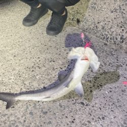 タチウオ狙いですぐにアタリが…