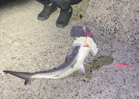 タチウオ狙いですぐにアタリが…