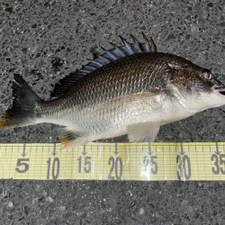 久しぶりのチヌゲー