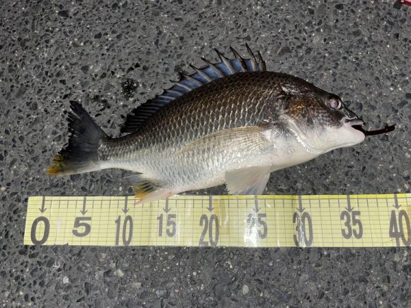 久しぶりのチヌゲー