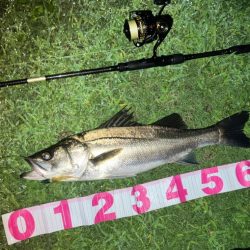 ががっときました。