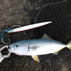 カンパチ狙いのはずが、、