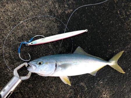 カンパチ狙いのはずが、、