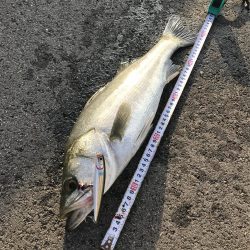 初トップウォーター^_^