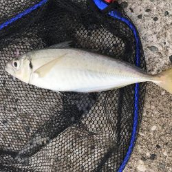 鳥取アジング