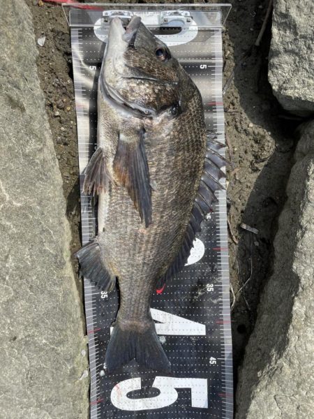 姫路65匹‼️大爆釣!