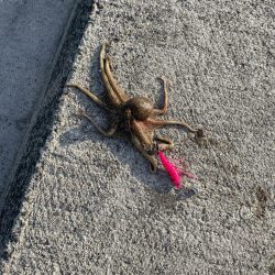 おくとぱっしんぐ