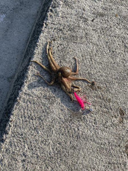 おくとぱっしんぐ