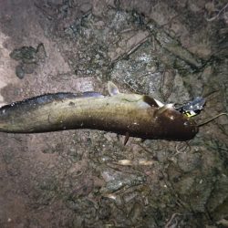 今日もナマズ釣行