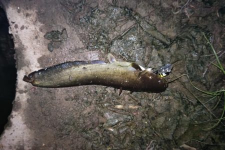 今日もナマズ釣行