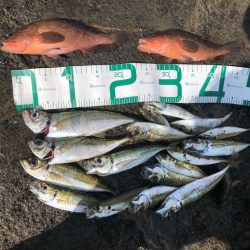 2022 佐渡ヶ島 ライトゲーム