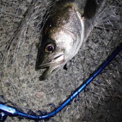 ボイル打ちは不要?