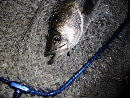 ボイル打ちは不要?