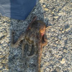 今日もまたタコ