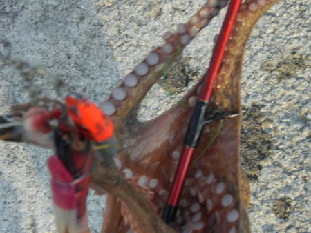 今日もタコ釣ったぞ！