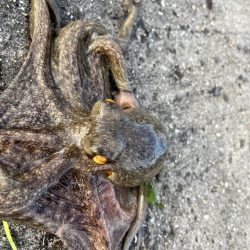 タコ釣りに淡路まで