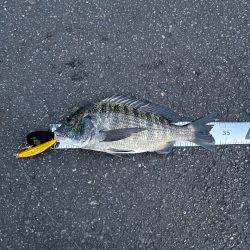 ミノーでクロダイを釣る