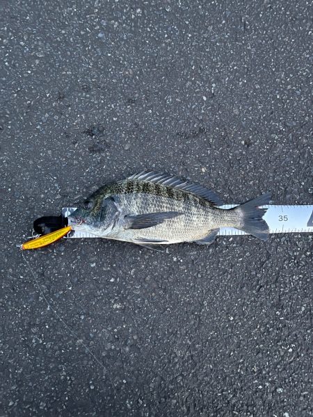 ミノーでクロダイを釣る