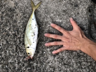 本命のイカは釣れず…