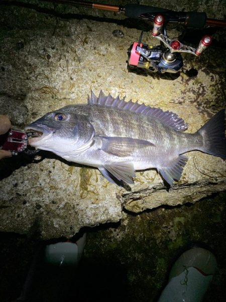 尺メバルが化けた