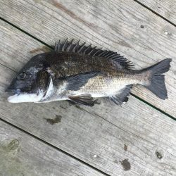 たかたかの釣り日記