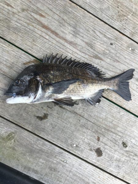 たかたかの釣り日記
