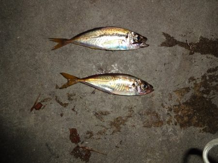 長い間アジに出会えずやっとアジに出会えました。