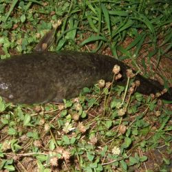 久々のポイントをランガン