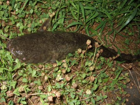 久々のポイントをランガン