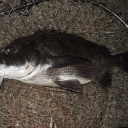 チヌ狙いでしたが