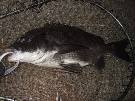 チヌ狙いでしたが