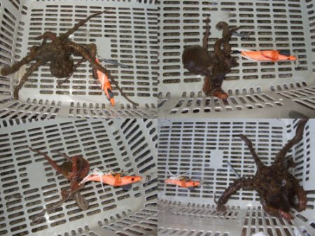 夕方からタコ釣り