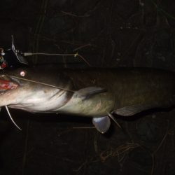 ニューロッドでナマズ