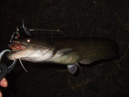 ニューロッドでナマズ