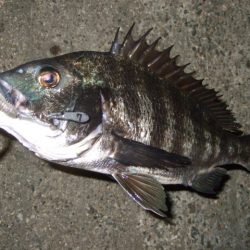 久々にベイトで