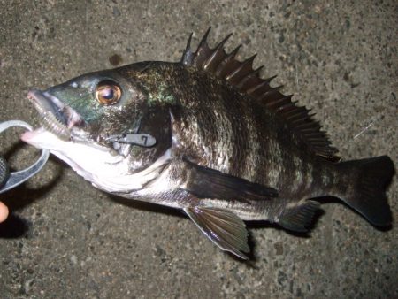 久々にベイトで