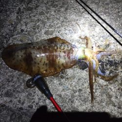 今シーズンもなんとか大型ゲット